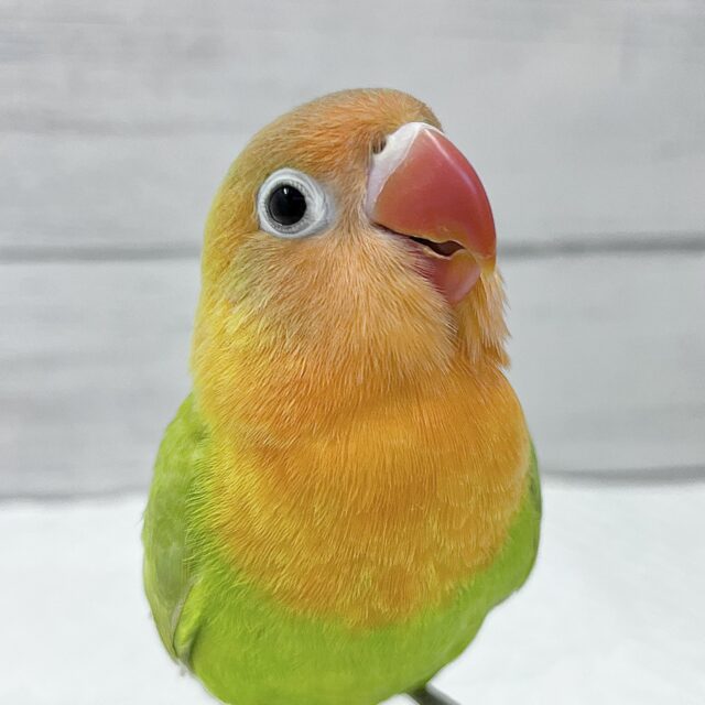 ヤマブキボタンインコ　白いアイリングが特徴的！