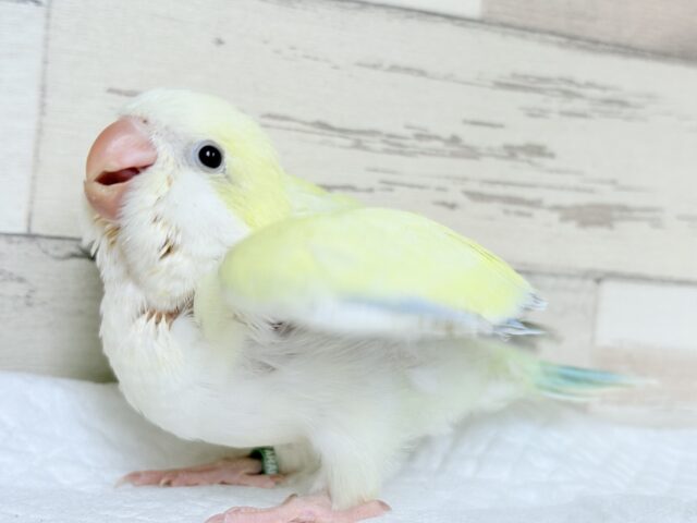 オキナインコ