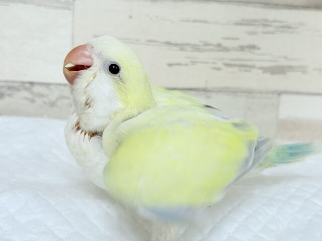 オキナインコ