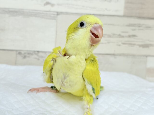 オキナインコ