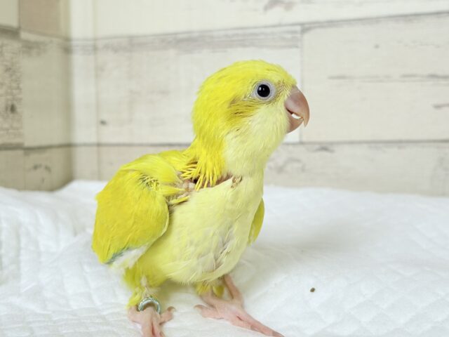 オキナインコ