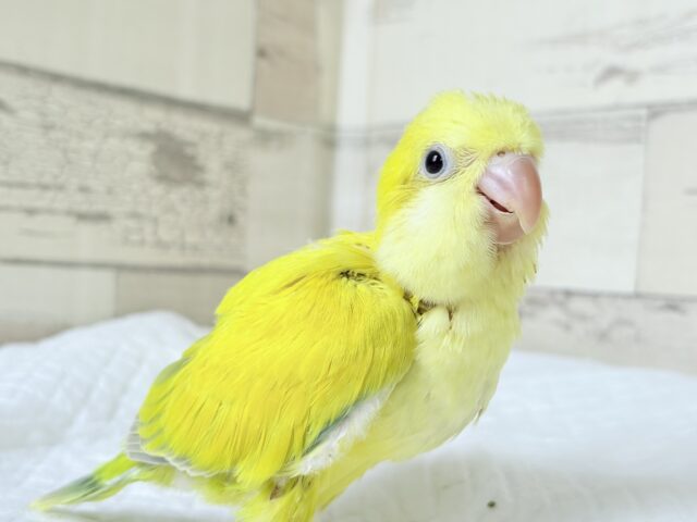 オキナインコ