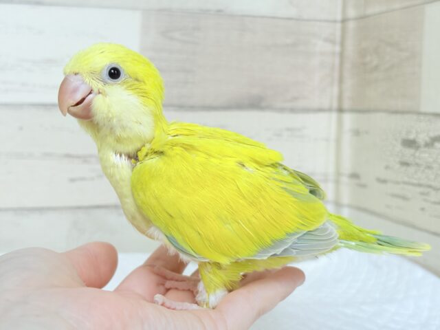 オキナインコ