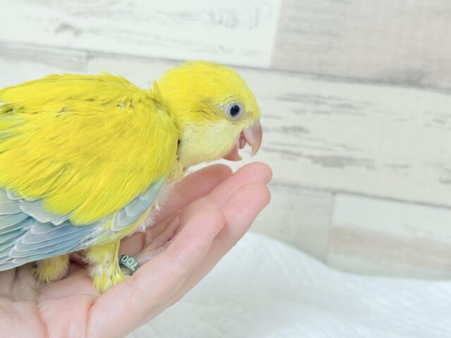 オキナインコ