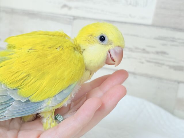 オキナインコ