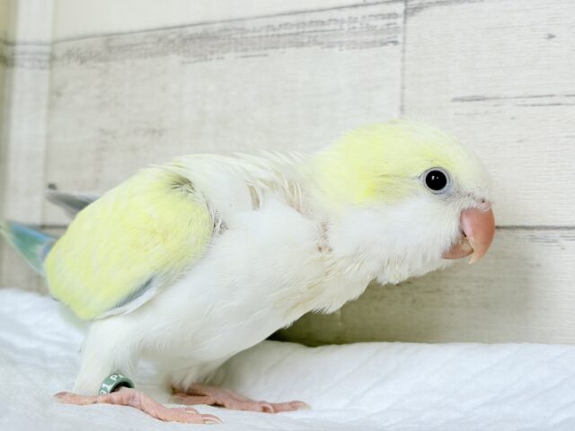 オキナインコ