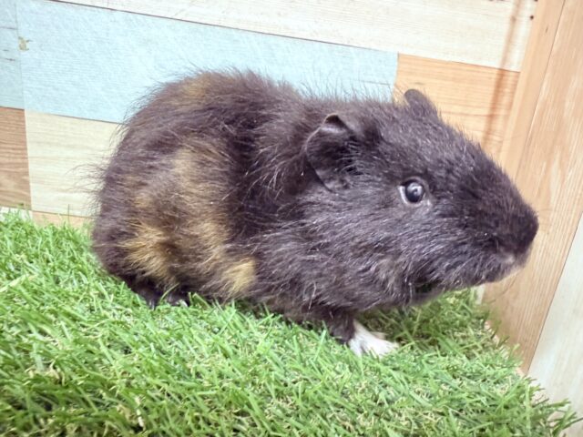モルモット