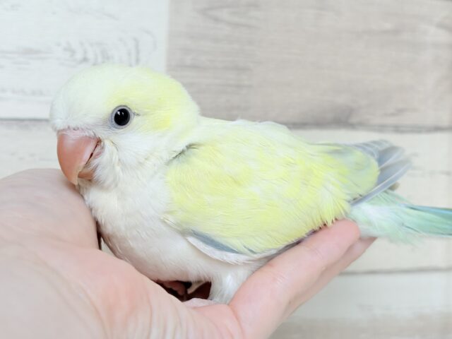 オキナインコ