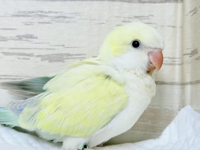 オキナインコ