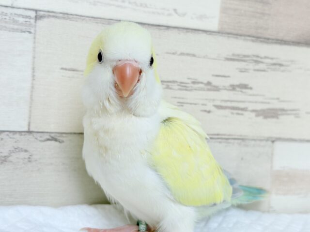 オキナインコ