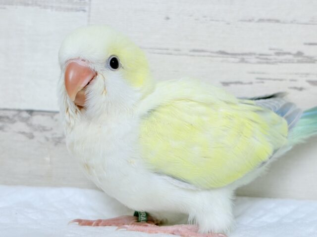 オキナインコ
