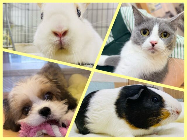 🍉𝐒𝐮𝐦𝐦𝐞𝐫 𝐟𝐚𝐢𝐫開催中☀️ワンニャン＆ウサモルに癒されちゃいましょ〜.ᐟ.ᐟ⭐️