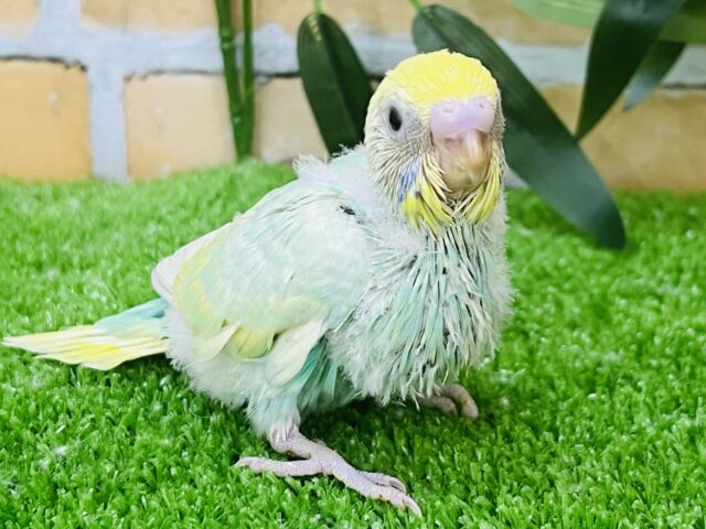 セキセイインコ