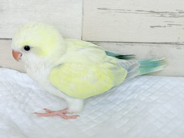 オキナインコ