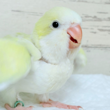 ワキワキダンスが止まらないっ((🐣))♬*°オキナインコ(アクアブルーパリドイノオパーリン) ヒナ