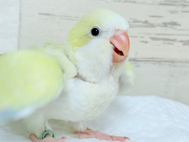 ワキワキダンスが止まらないっ((🐣))♬*°オキナインコ(アクアブルーパリドイノオパーリン) ヒナ