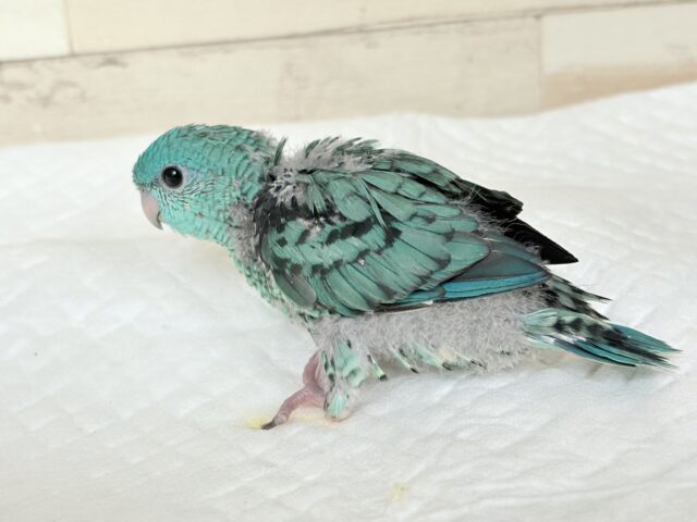 サザナミインコ