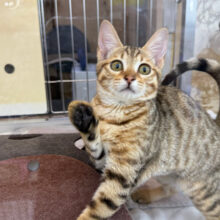 好奇心旺盛ガールᕷ*.°スリスリ構ってがとまらないよぉ💗ベンガルの女のコきました🌟