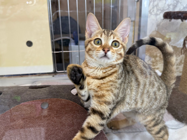 好奇心旺盛ガールᕷ*.°スリスリ構ってがとまらないよぉ💗ベンガルの女のコきました🌟