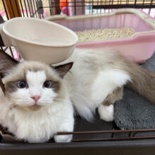 イケメン💛おっとり？やんちゃ？好奇心旺盛なラグドールの男のコきました✨️