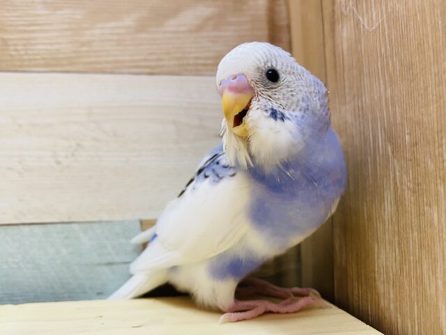 美しい色、模様に癒されますッ💜セキセイインコのパイドカラー！！