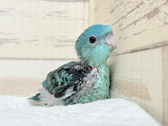 サザナミインコ