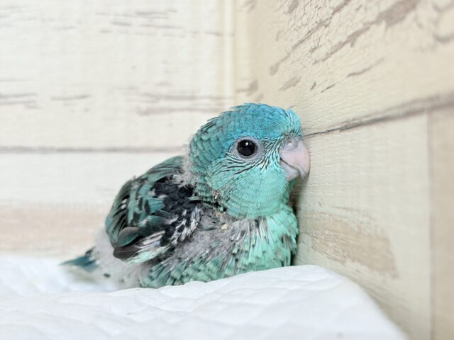 サザナミインコ