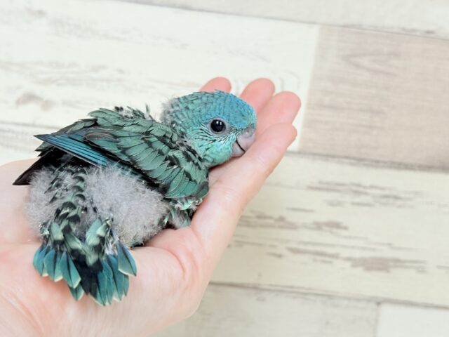 サザナミインコ