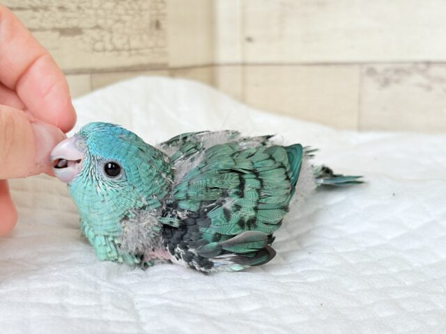 サザナミインコ