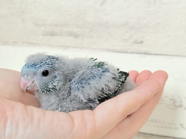 サザナミインコ