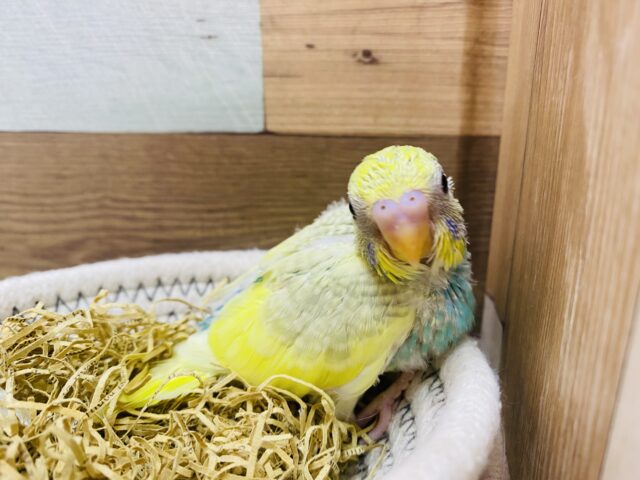 セキセイインコ