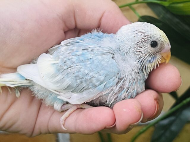 セキセイインコ