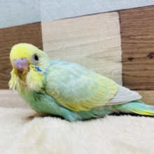 幸運✨幸福をもたらしてくれるエメラルド💎.*お顔はキリッとセキセイインコ(パステルカラーレインボー)🌈