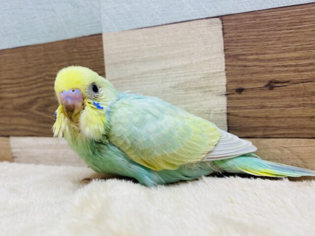 幸運✨幸福をもたらしてくれるエメラルド💎.*お顔はキリッとセキセイインコ(パステルカラーレインボー)🌈