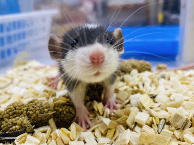 ファンシーラット