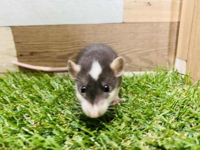 ファンシーラット