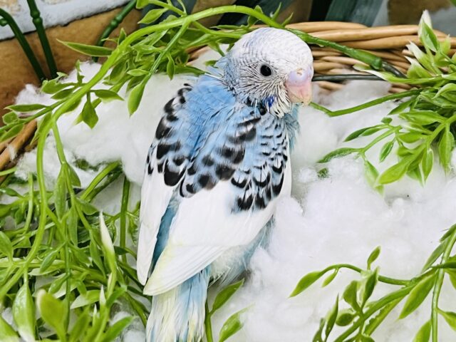 セキセイインコ