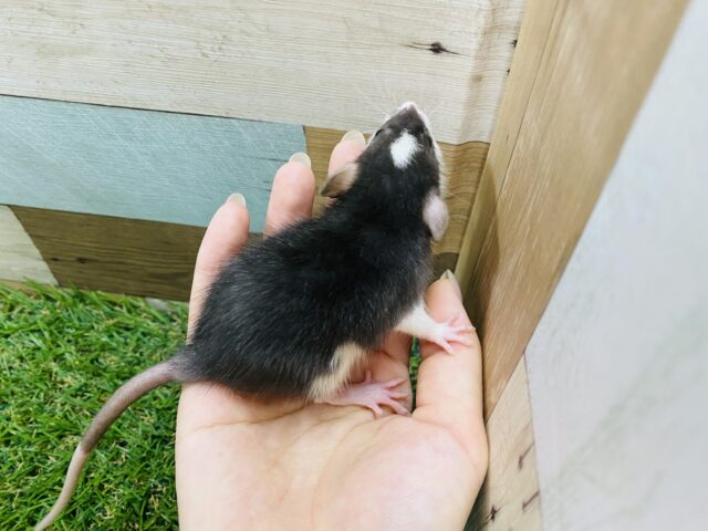 ファンシーラット