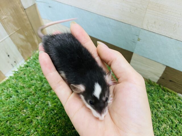 ファンシーラット