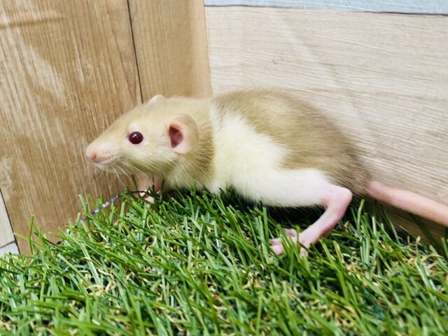 ファンシーラット