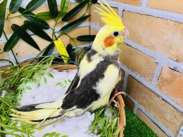 オカメインコ