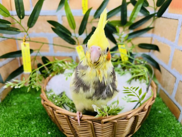 オカメインコ