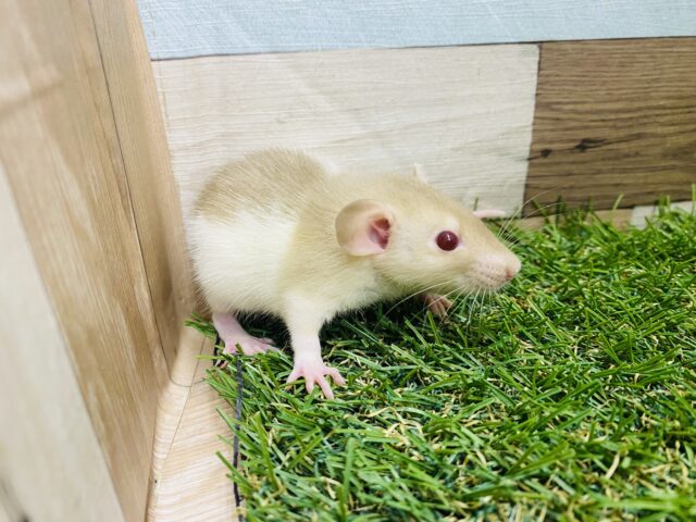 ファンシーラット