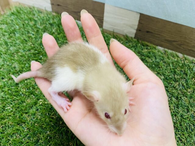 ファンシーラット