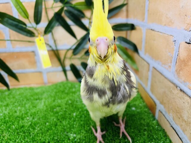 主張強め!黄色が濃いーの！オカメインコ（パイド）