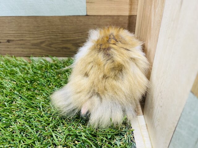 ゴールデンハムスター