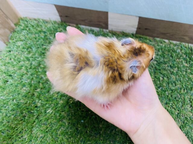 ゴールデンハムスター