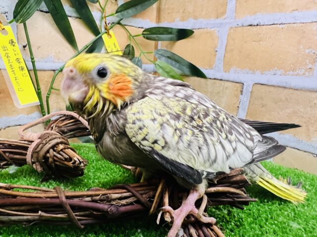 オカメインコ