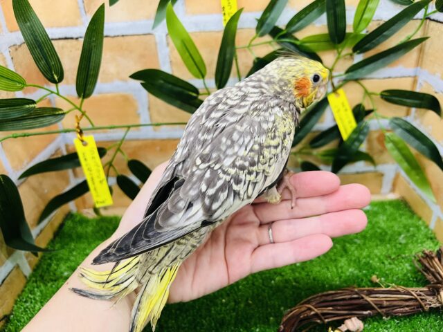 7/24更新☆たっくさん散りばめておきました✨オカメインコ(パール) オカメインコ