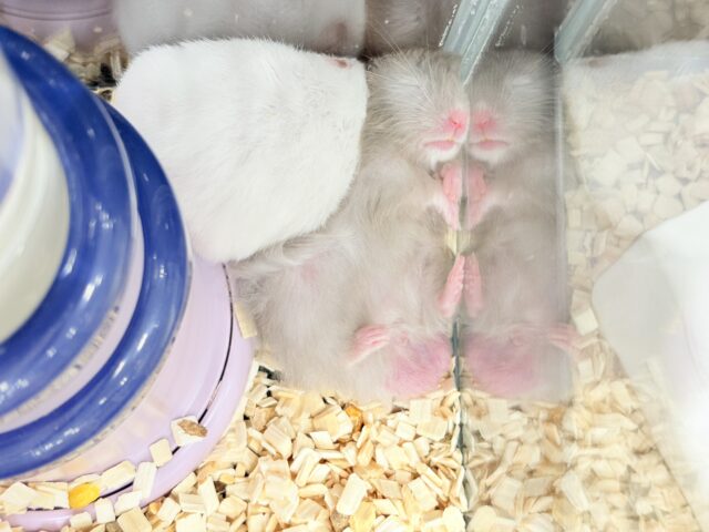 ゴールデンハムスター